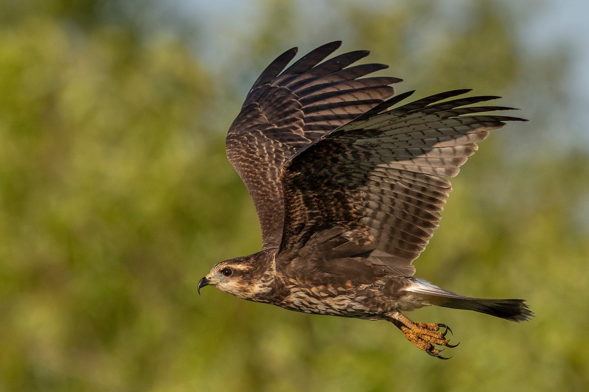 Schneckenbussard - ML620817223