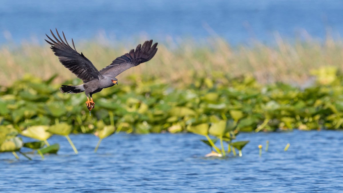 Snail Kite - ML620817224