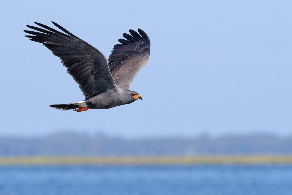 Snail Kite - ML620817225