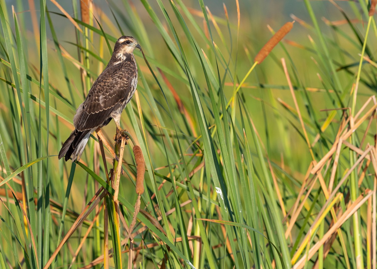 Snail Kite - ML620817226