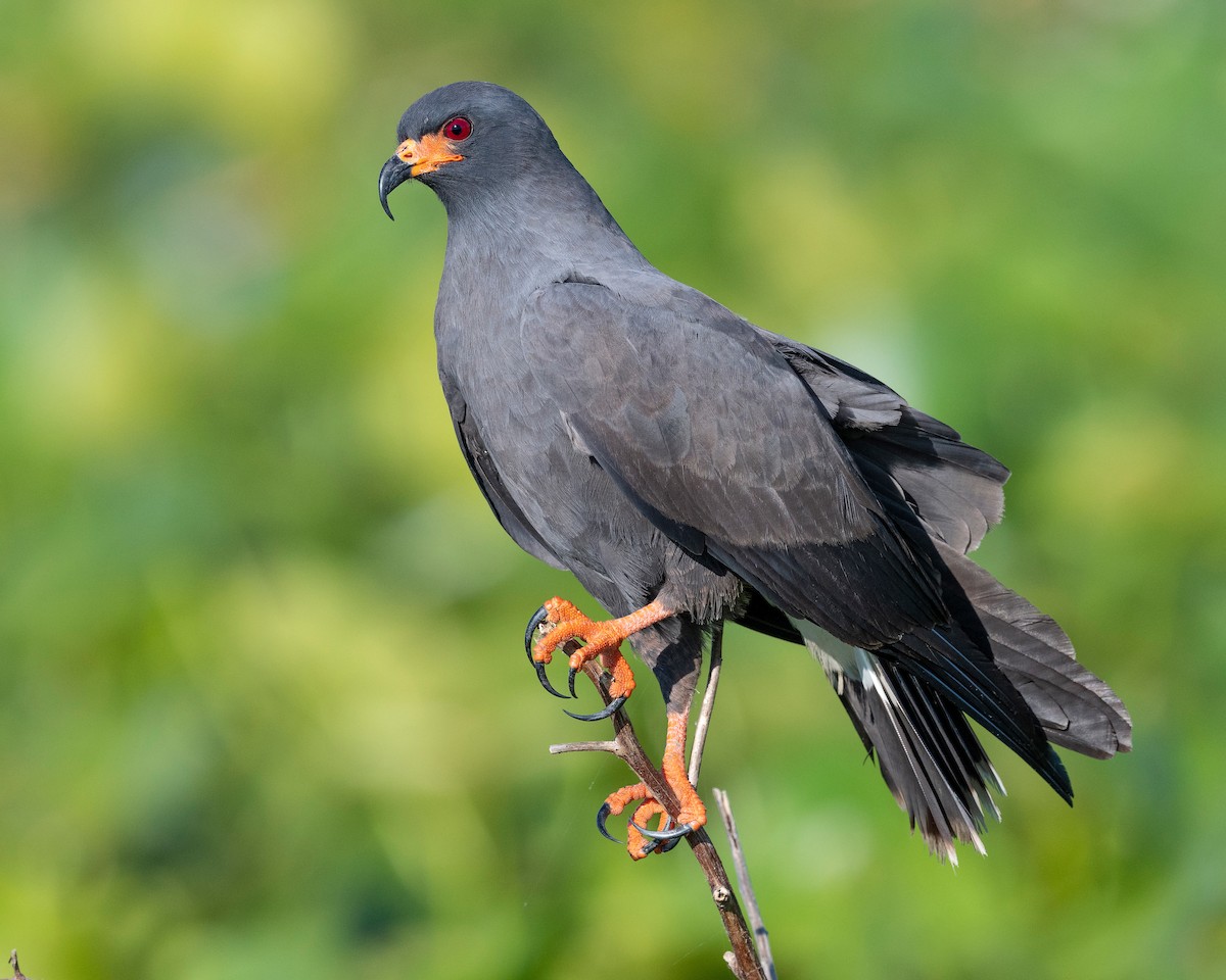 Snail Kite - ML620817227