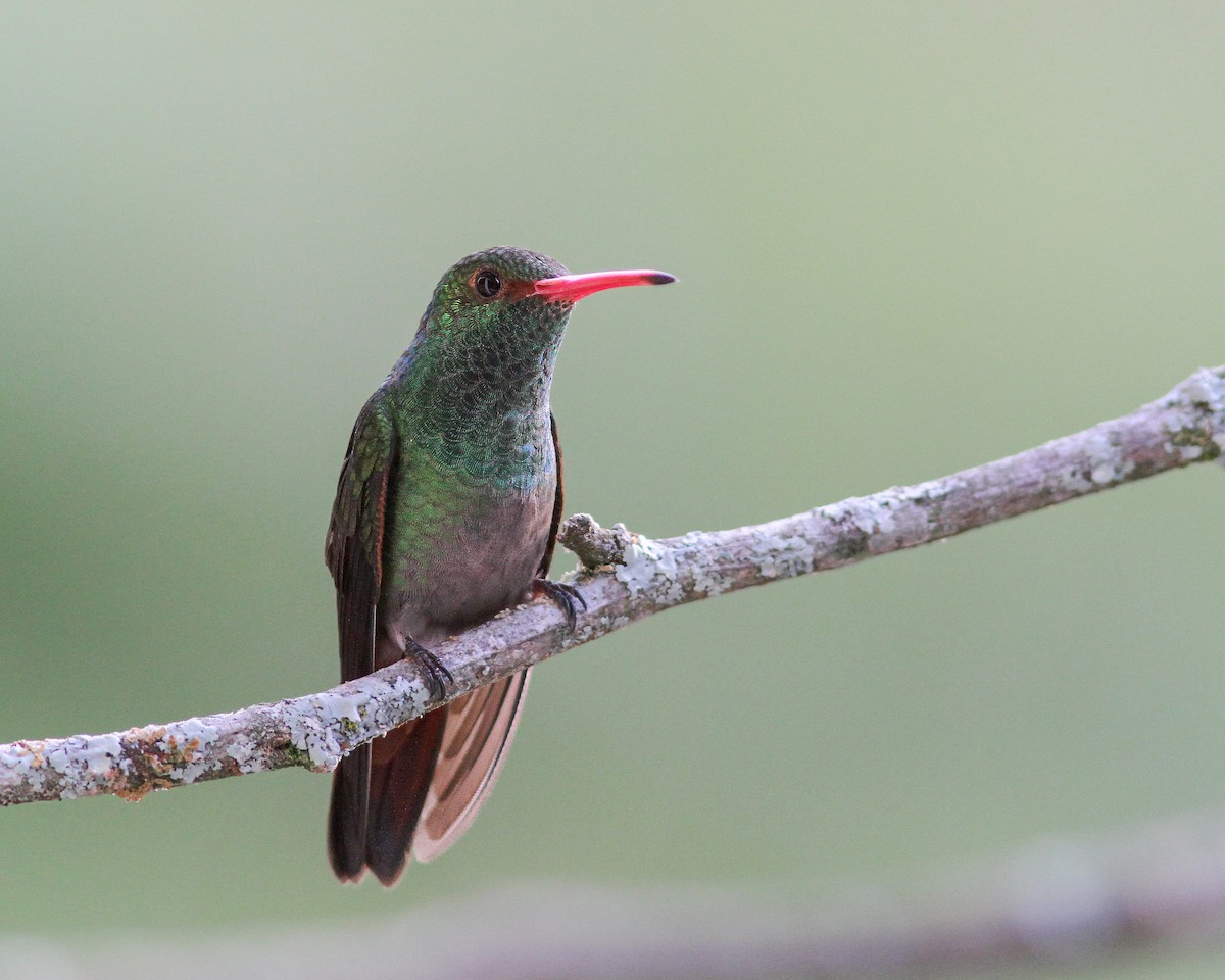 Rufous-tailed Hummingbird - Per Smith