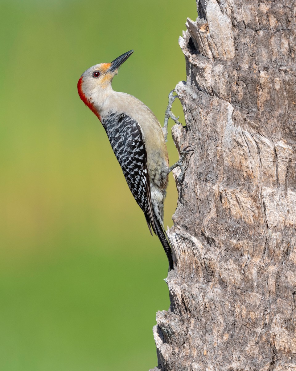 Red-bellied Woodpecker - ML620817230