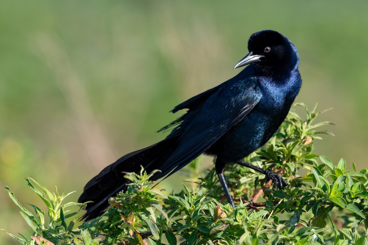 Boat-tailed Grackle - ML620817231