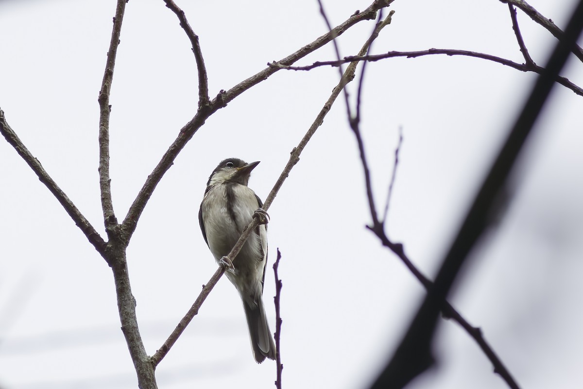 Asian Tit (Okinawa) - ML620817233
