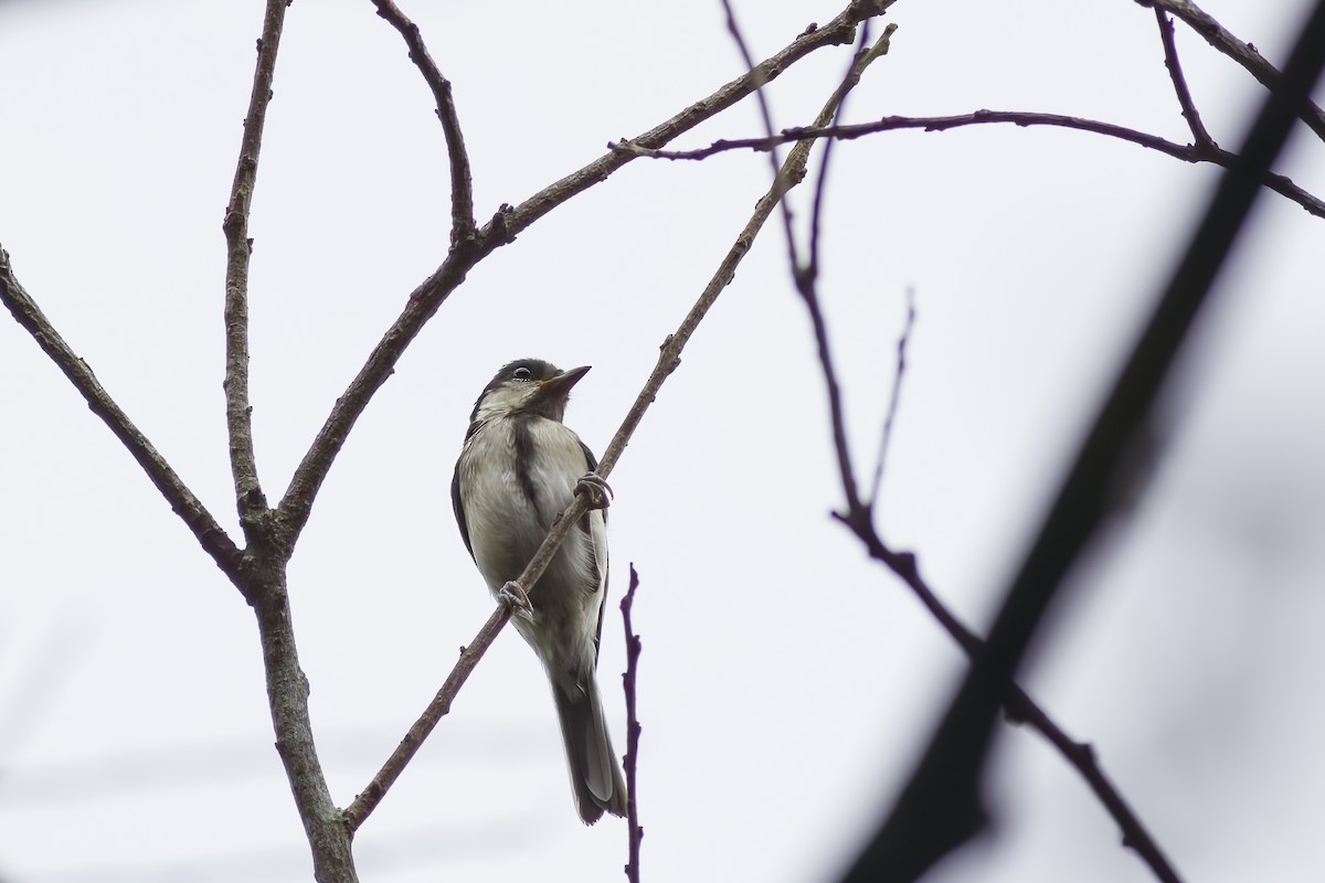 Japanese Tit (Okinawa) - ML620817233