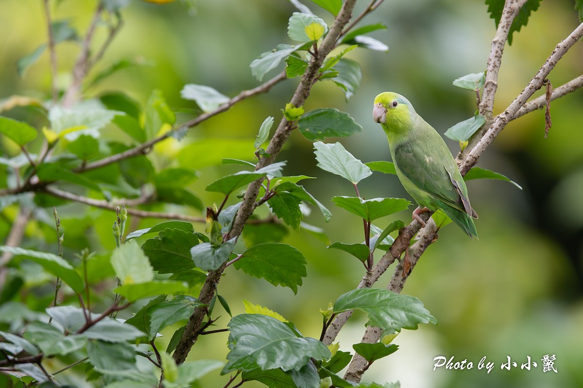 Pacific Parrotlet - ML620817234