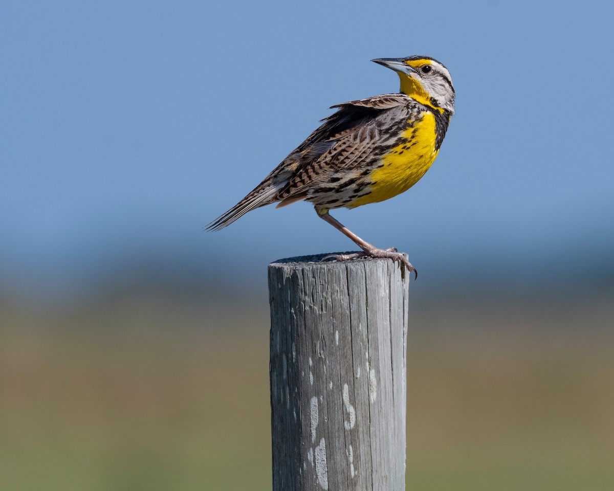 Eastern Meadowlark - ML620817235