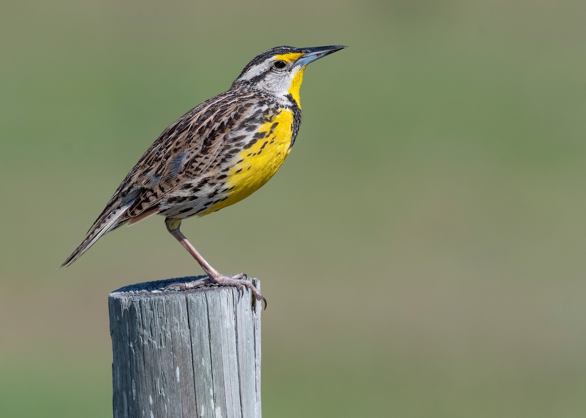 Eastern Meadowlark - ML620817236