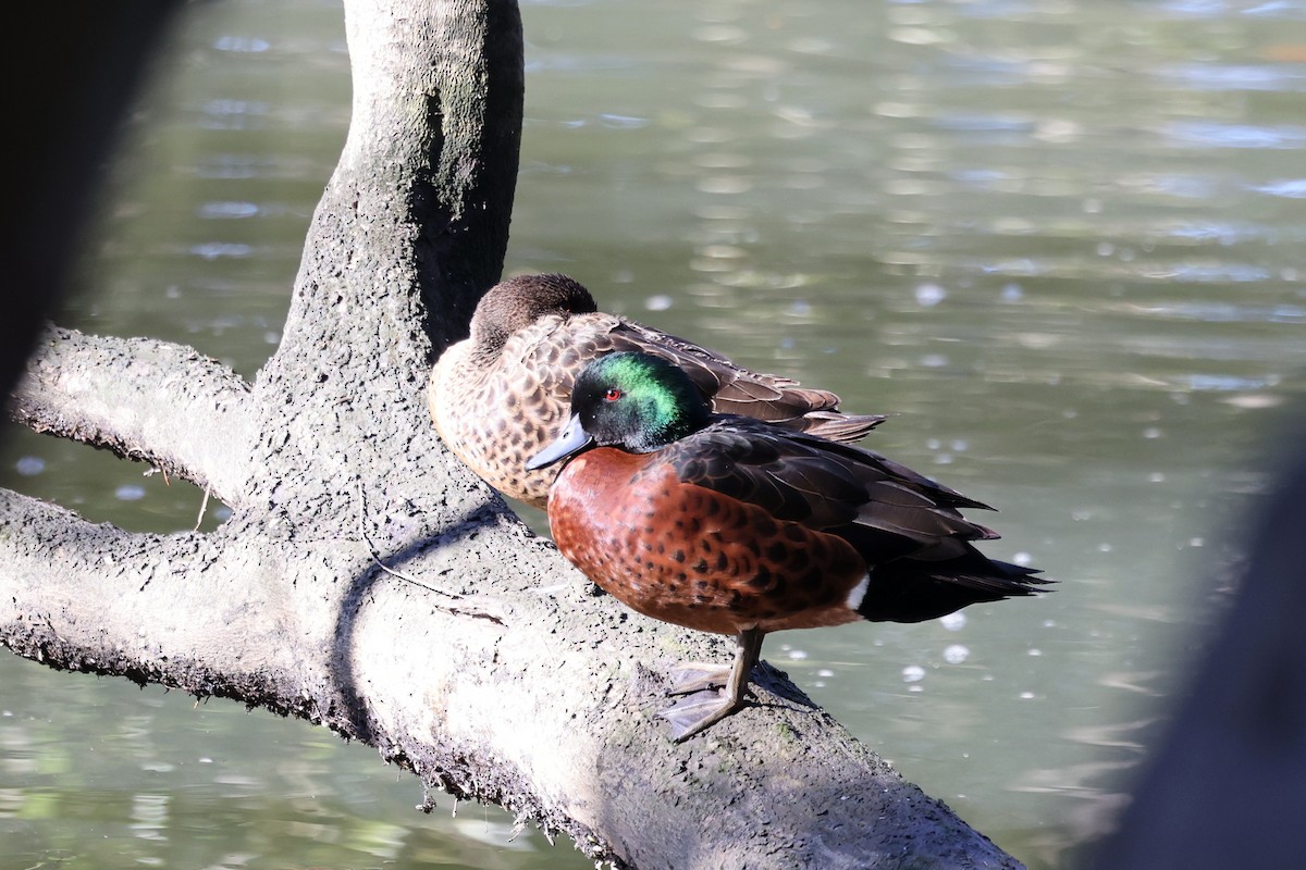 Chestnut Teal - ML620817237