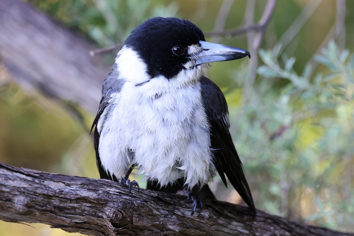 Gray Butcherbird - ML620817239