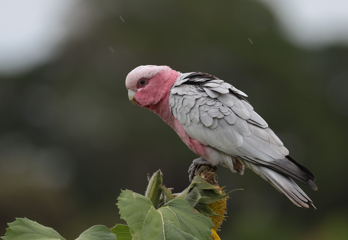 Galah - ML620817240