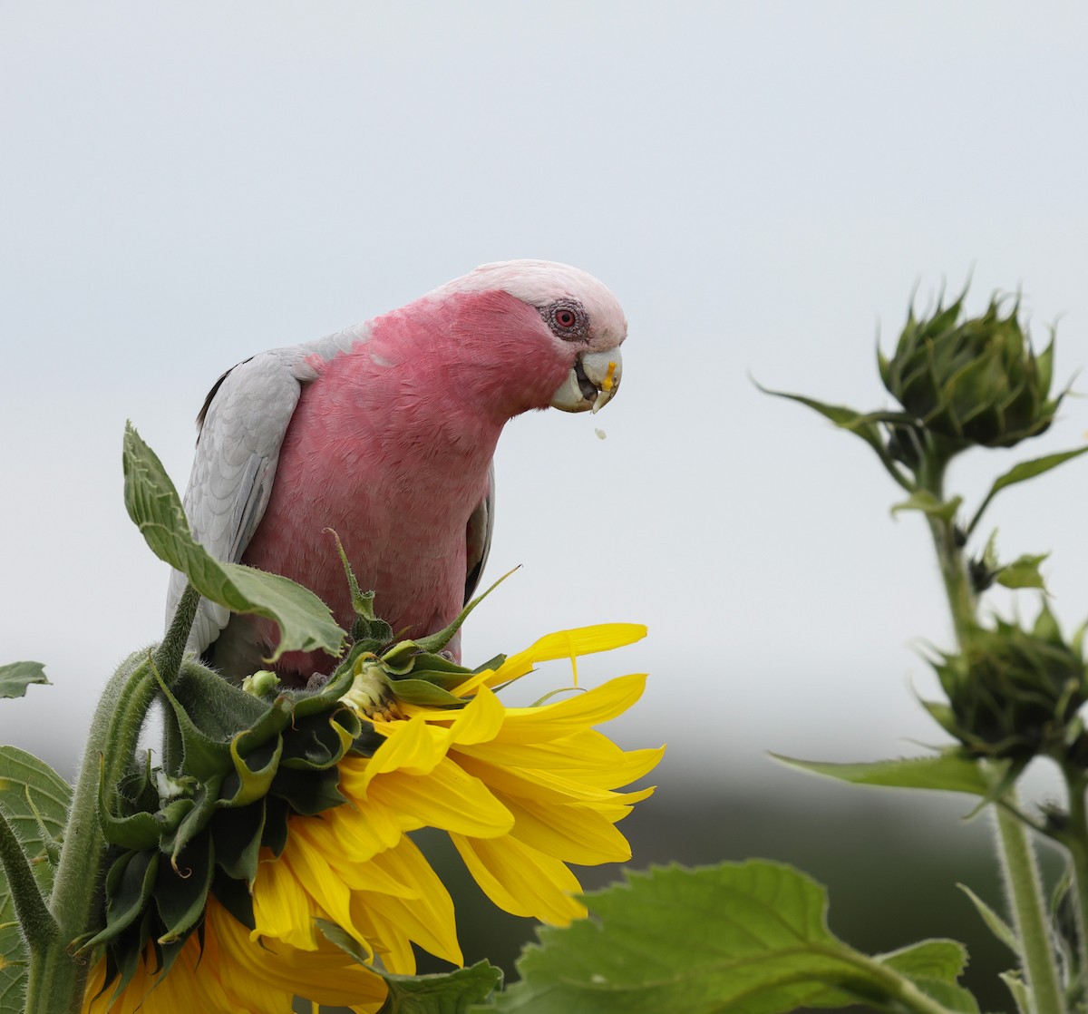 モモイロインコ - ML620817241