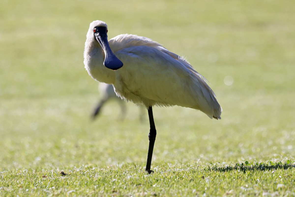 Royal Spoonbill - ML620817245