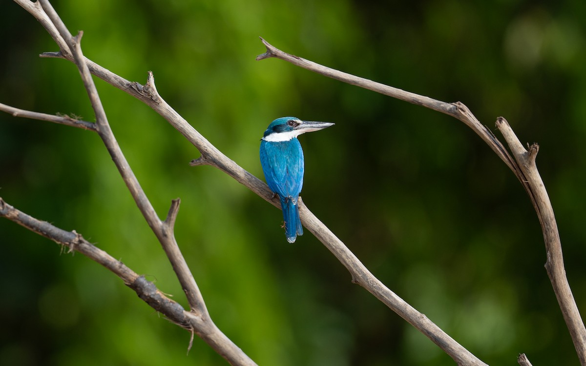 Collared Kingfisher - ML620817249