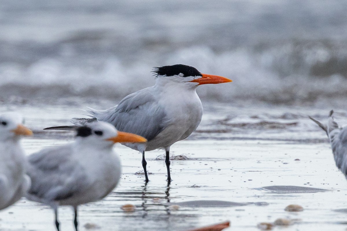 Royal Tern - ML620817250