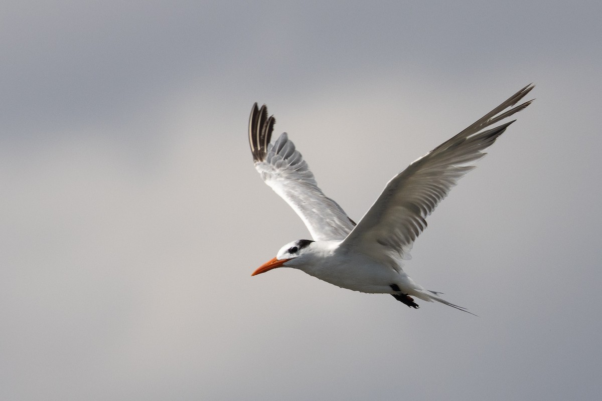 Royal Tern - ML620817251