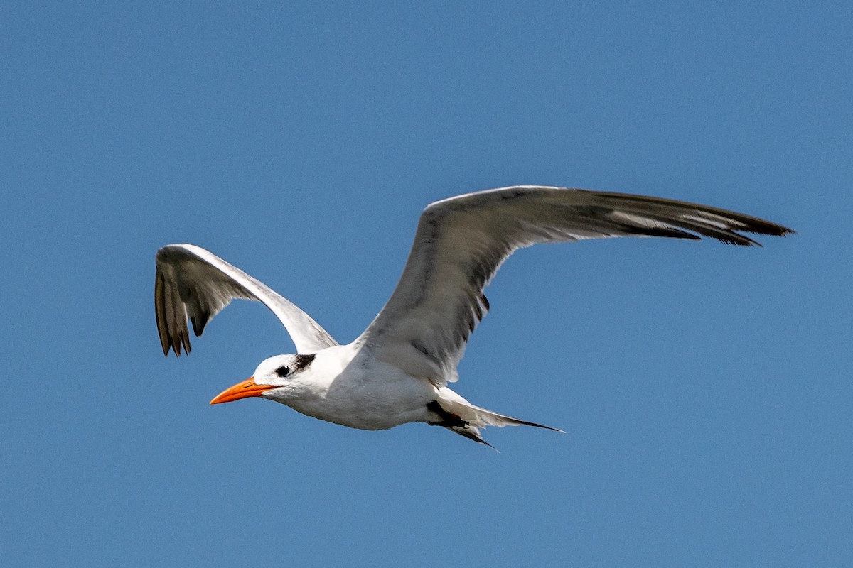 Royal Tern - ML620817252