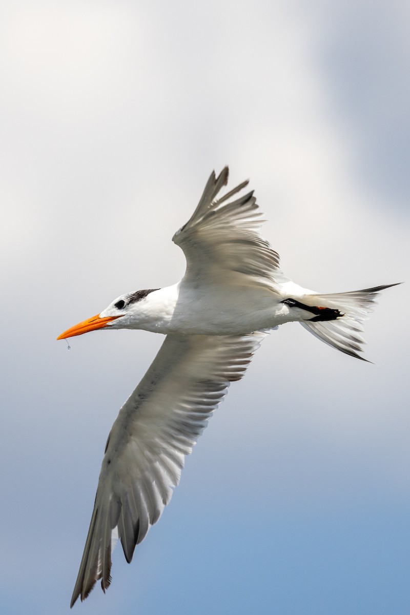 Royal Tern - ML620817253