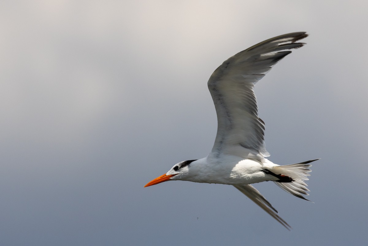 Royal Tern - ML620817254