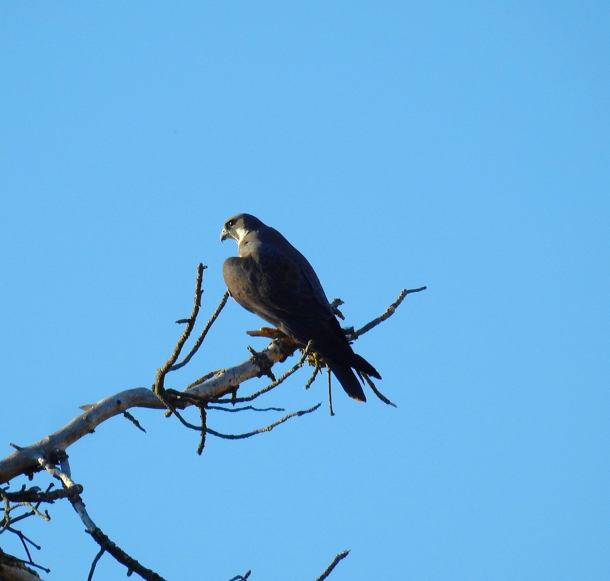 Eleonora's Falcon - ML620817255