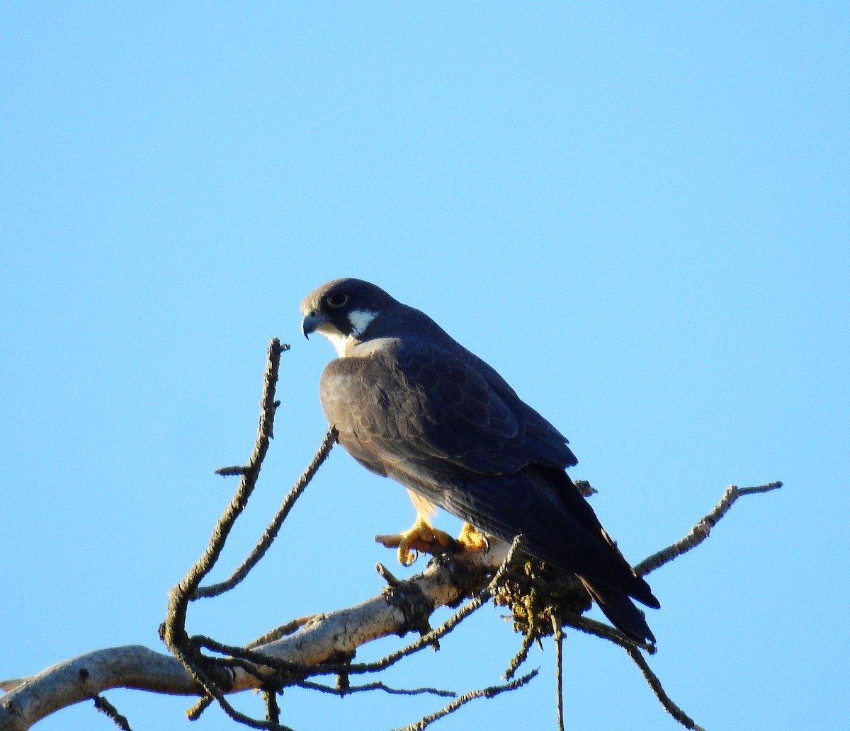 Eleonora's Falcon - ML620817257