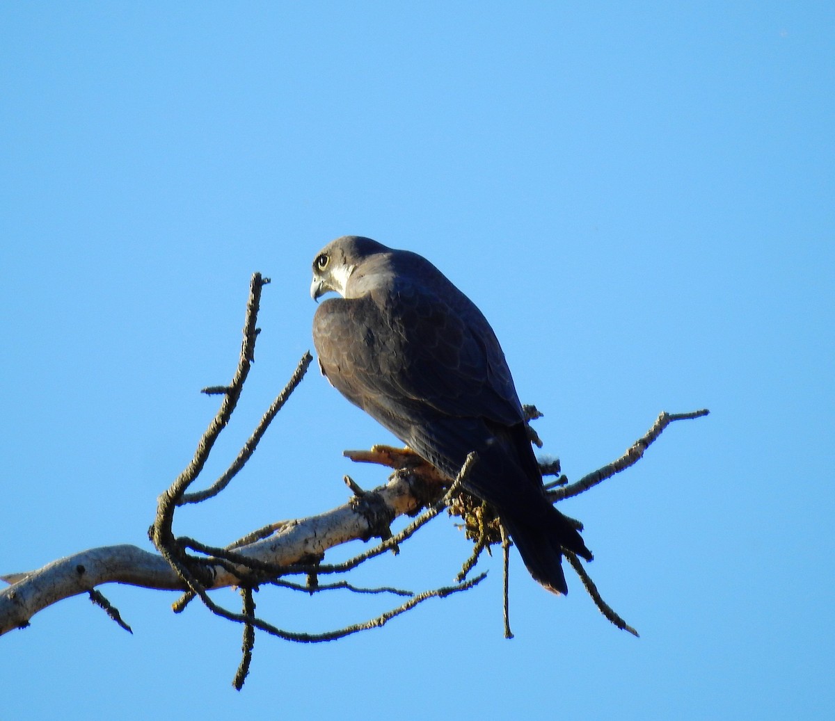 Eleonora's Falcon - ML620817258