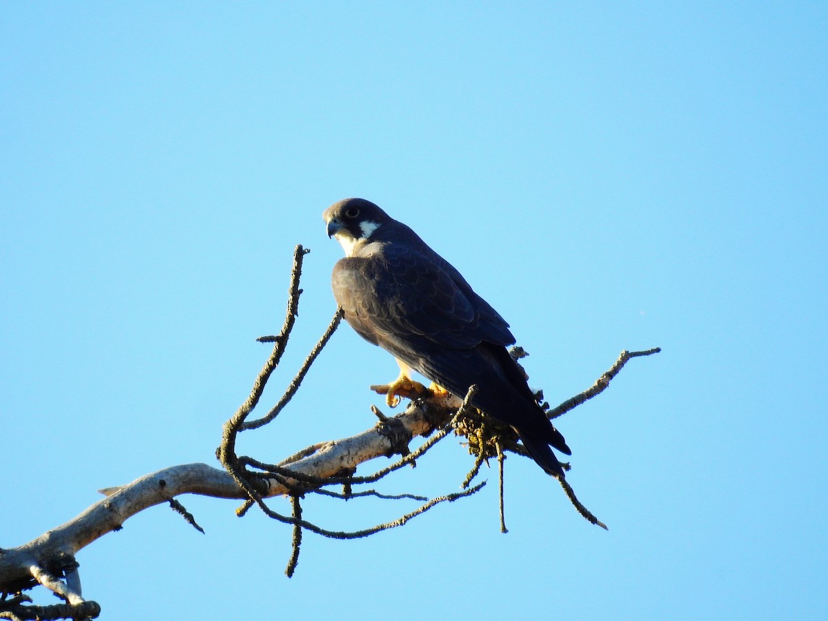 Eleonora's Falcon - ML620817259