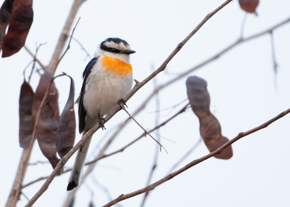 Jerdon's Minivet - ML620817260