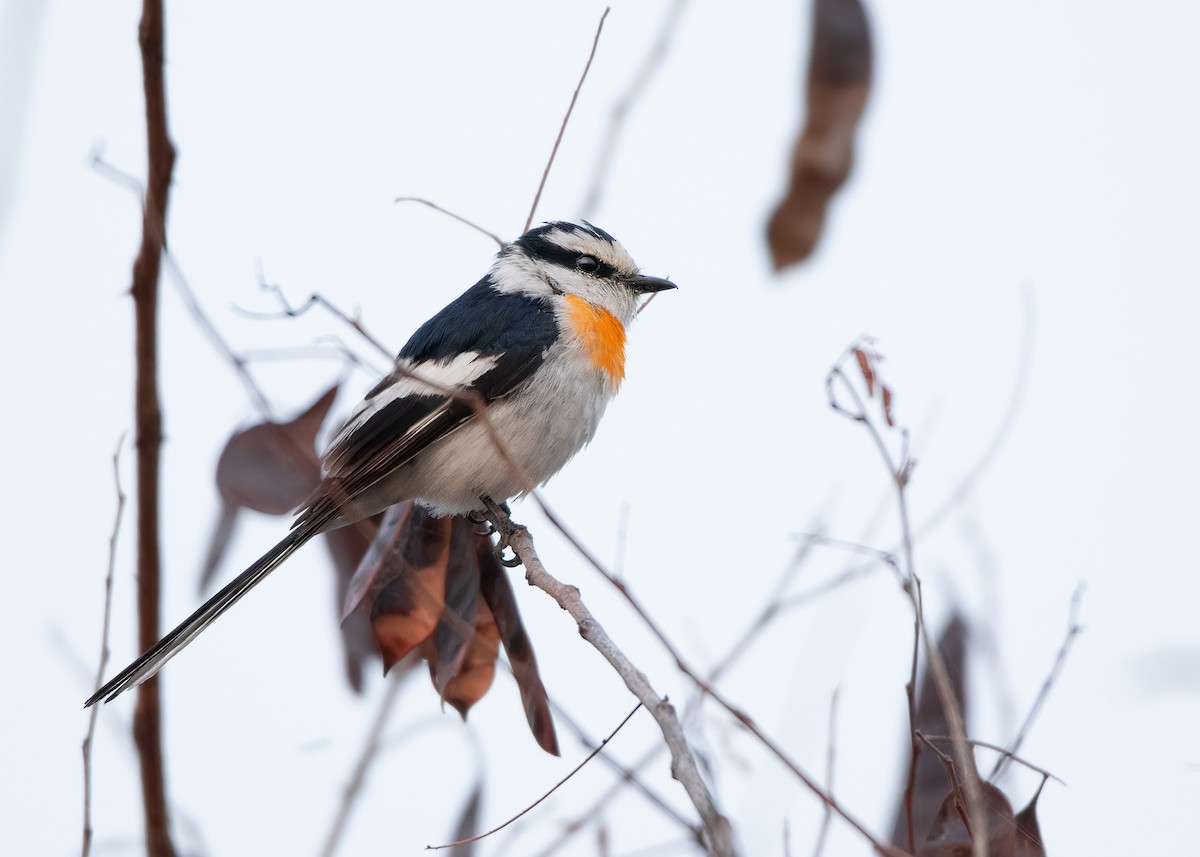 Jerdon's Minivet - ML620817262