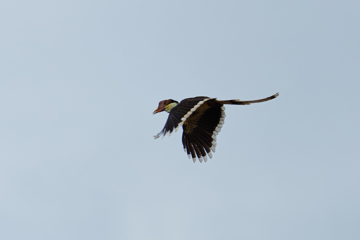 Helmeted Hornbill - ML620817263