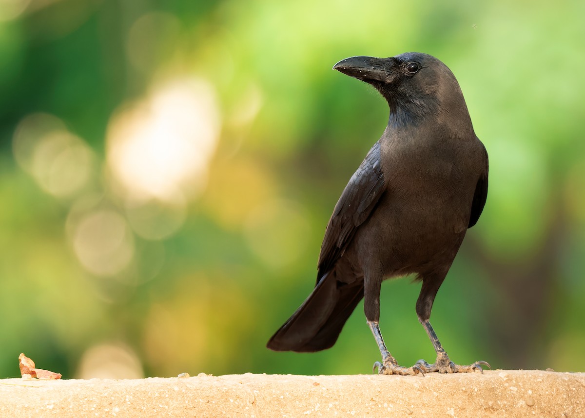 House Crow - ML620817264