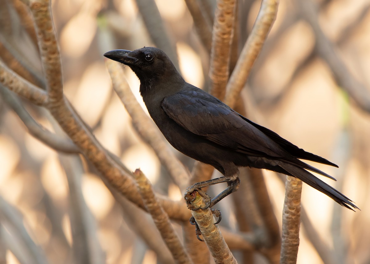 House Crow - ML620817266