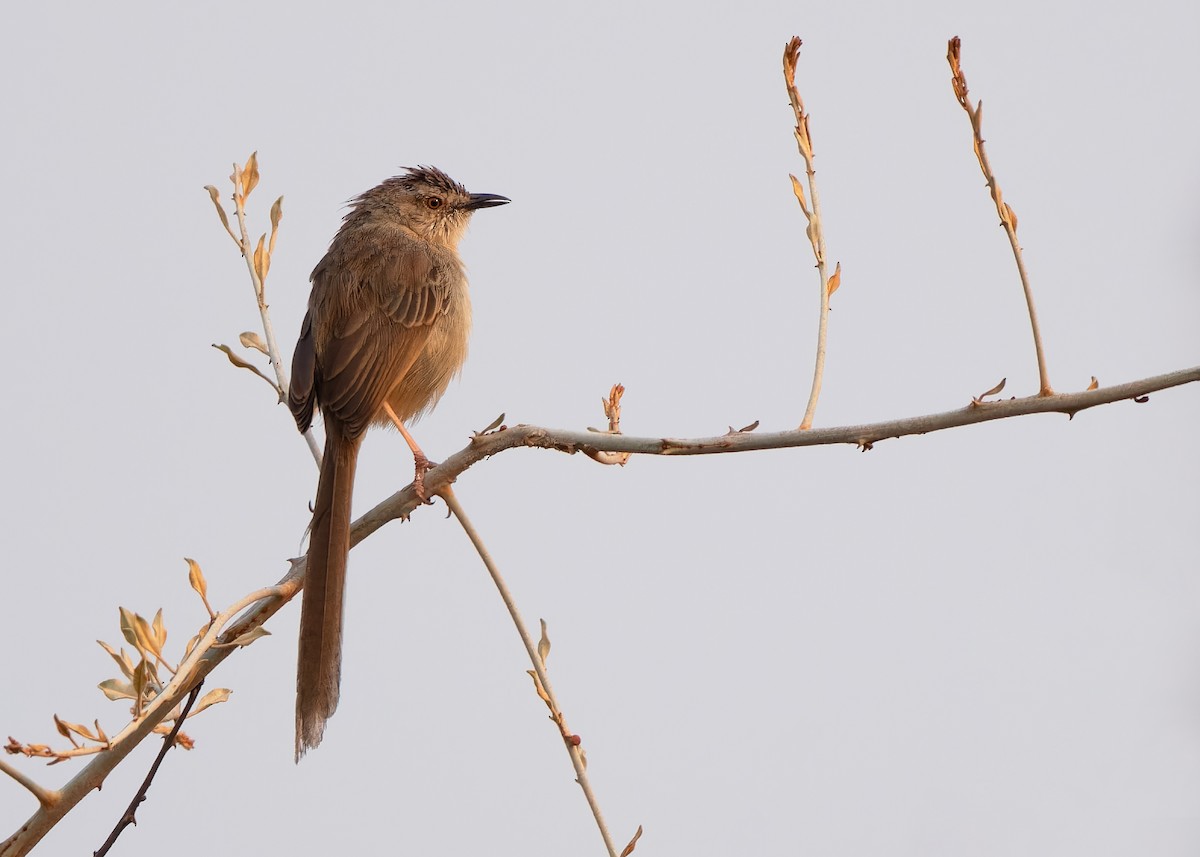 Burmese Prinia - Ayuwat Jearwattanakanok