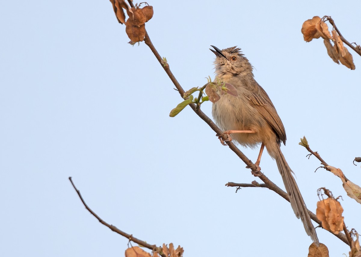 Prinia de Birmania - ML620817270