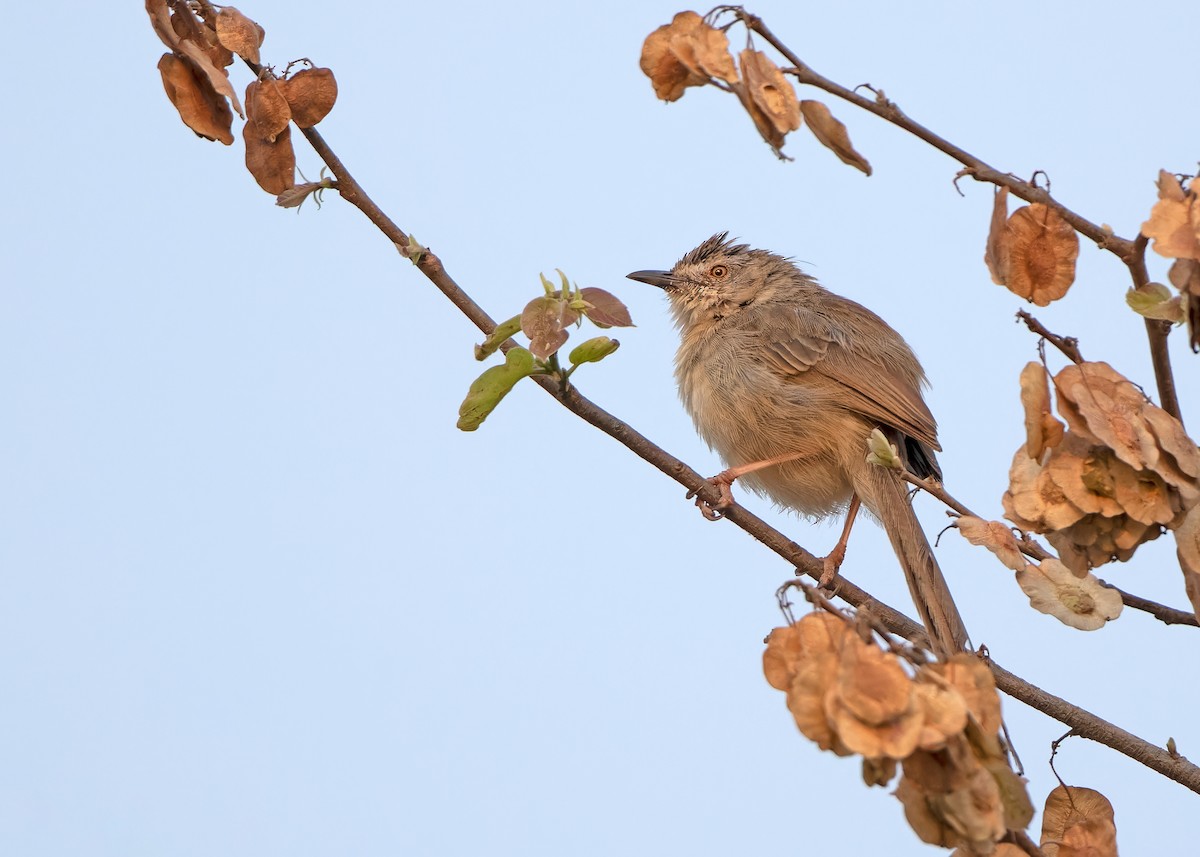 Burmese Prinia - ML620817271