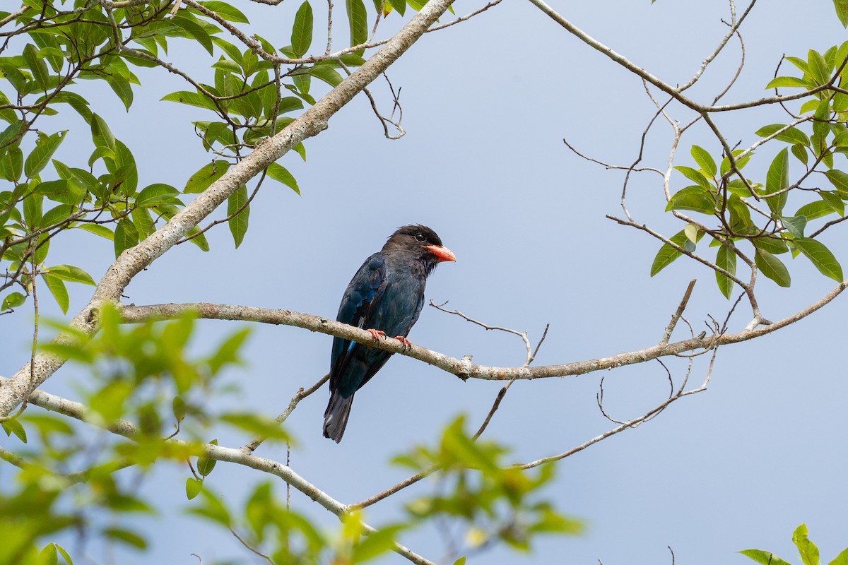 Dollarbird - ML620817273