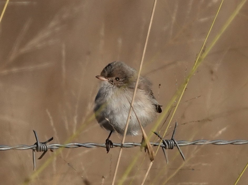 White-winged Fairywren - ML620817274