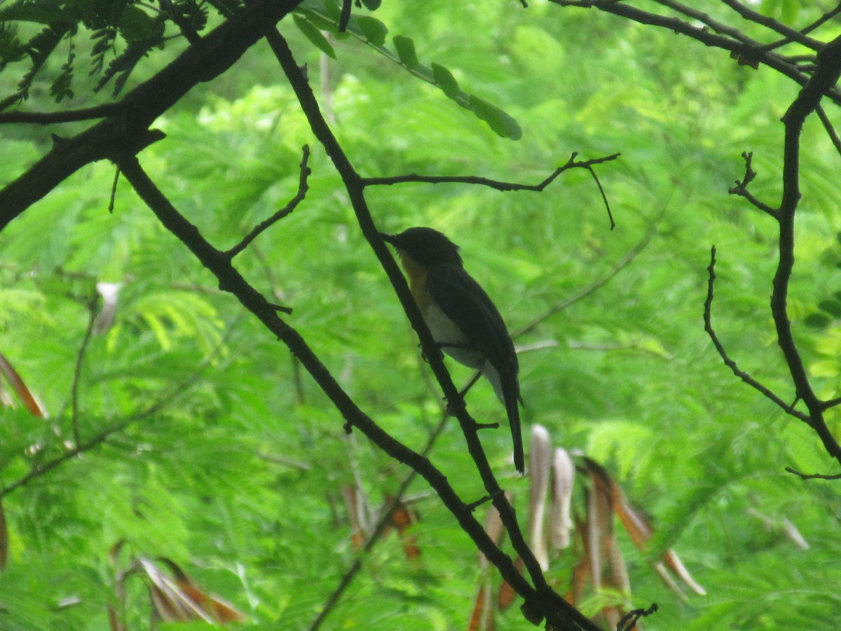 Tickell's Blue Flycatcher - ML620817277