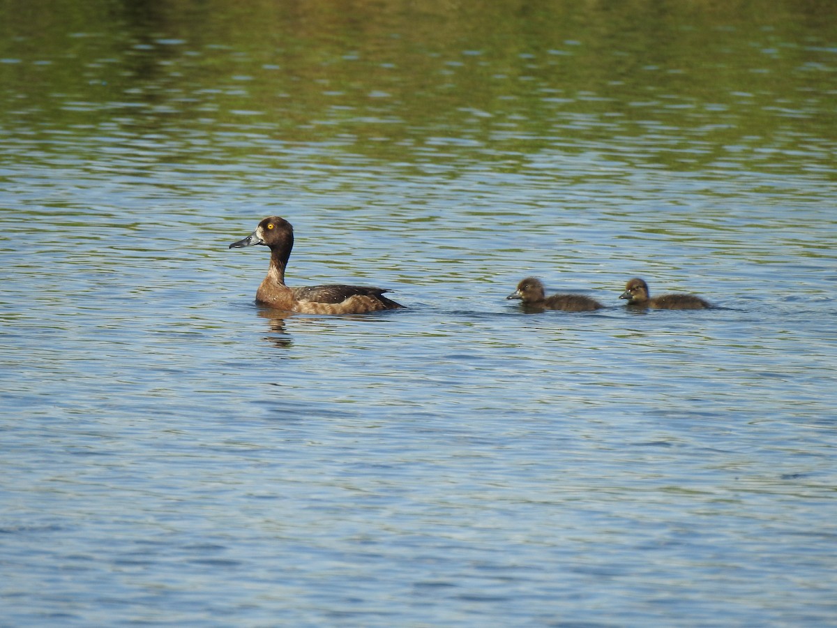 Tufted Duck - ML620817280