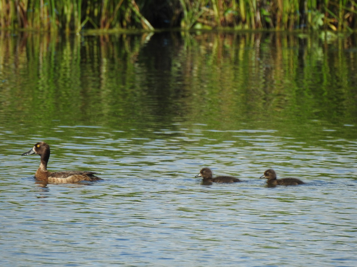 Tufted Duck - ML620817282