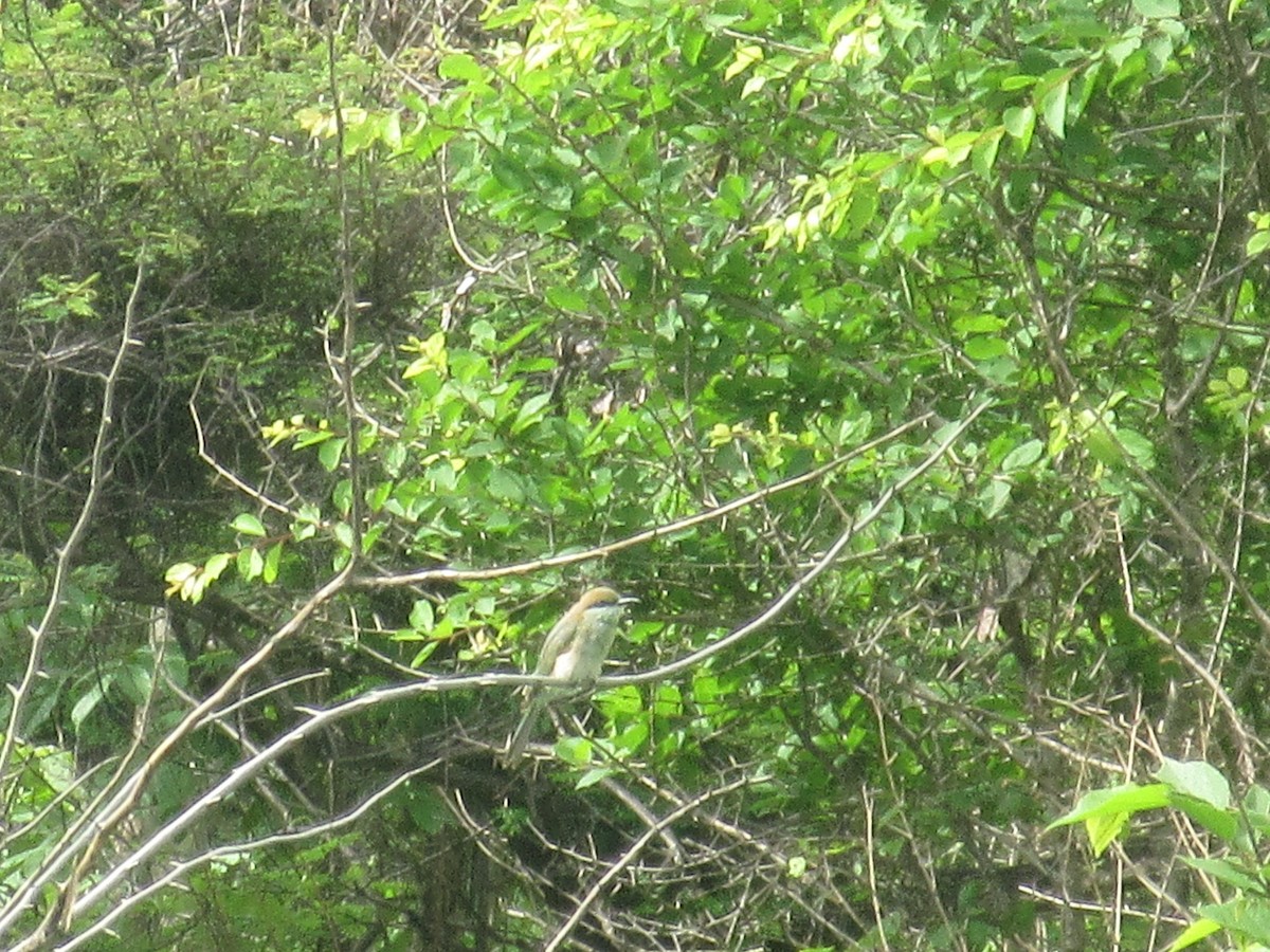 Asian Green Bee-eater - ML620817283