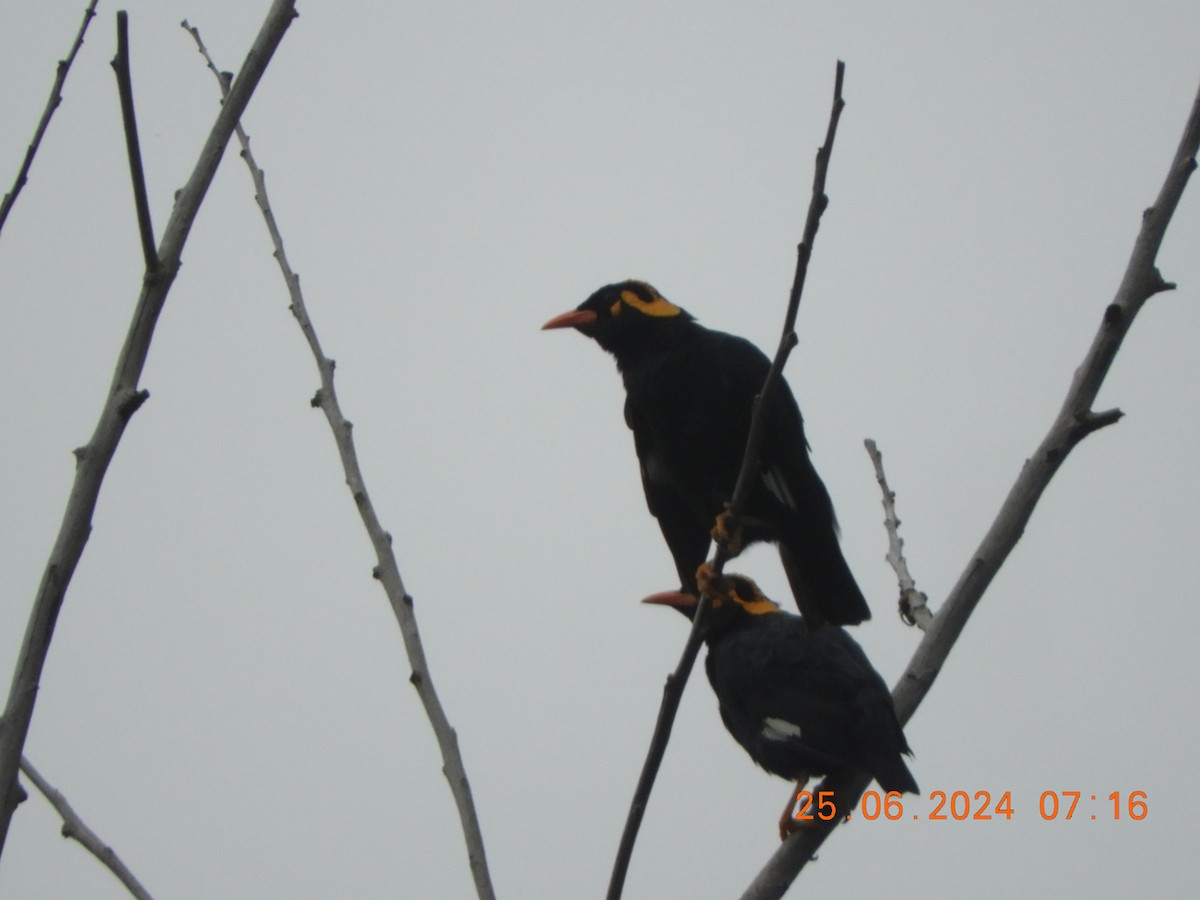 Southern Hill Myna - ML620817284