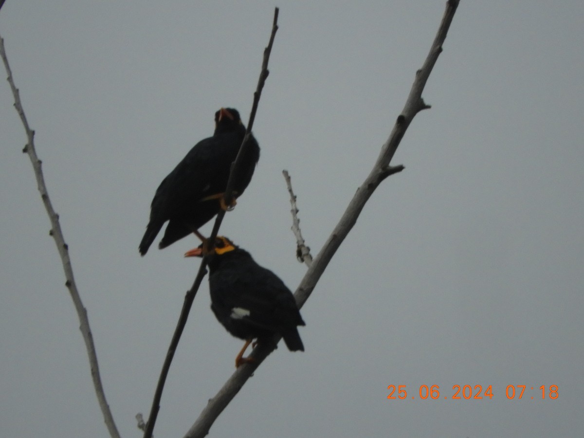 Southern Hill Myna - ML620817285