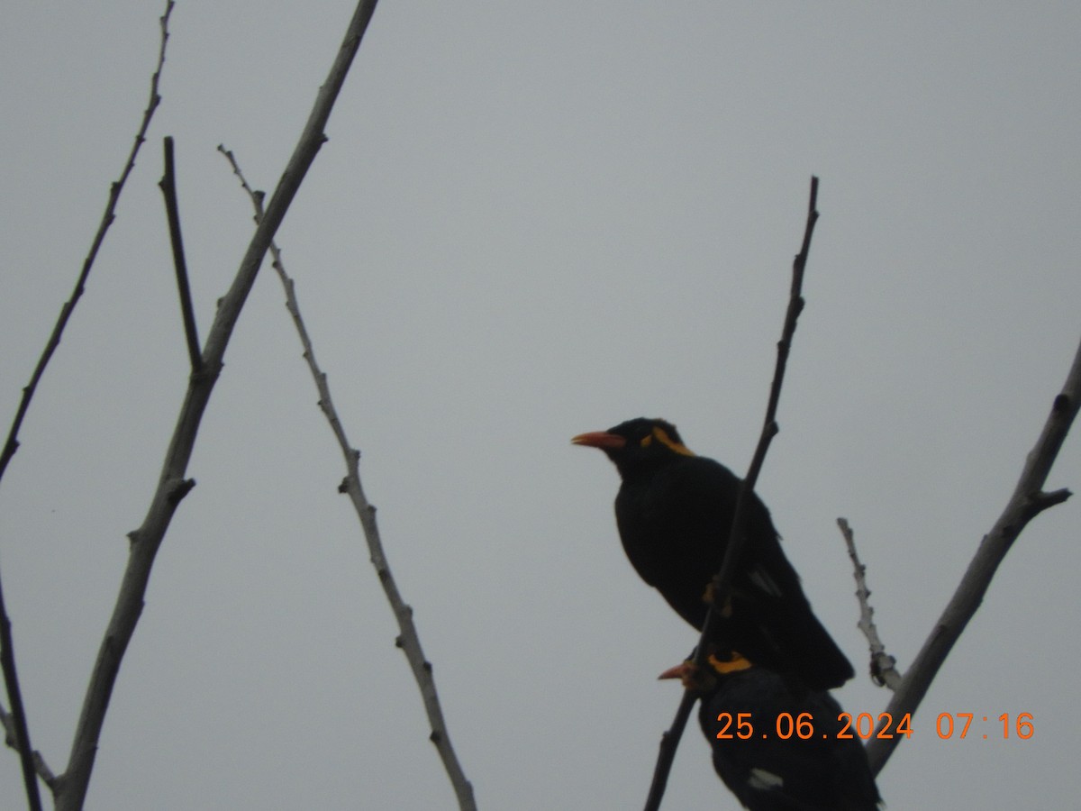 Southern Hill Myna - ML620817286