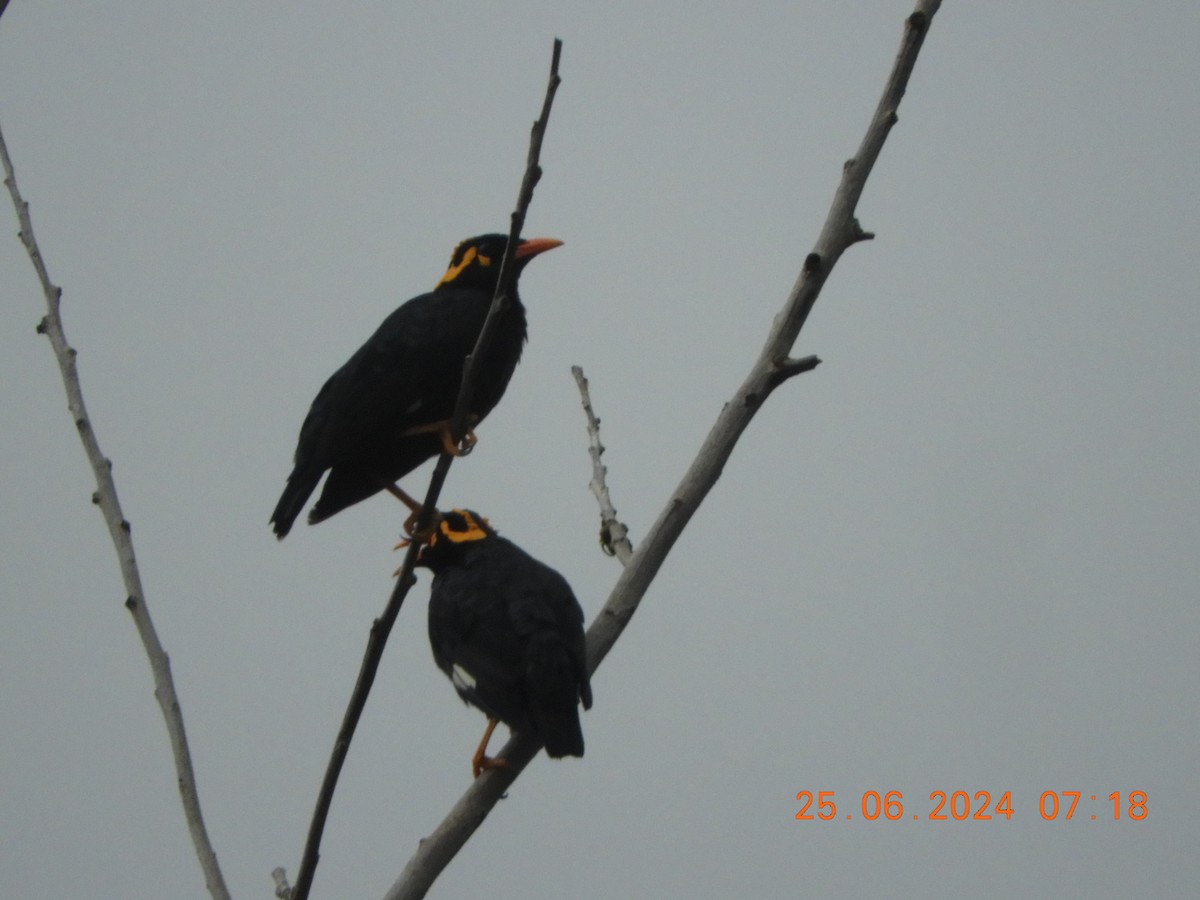 Southern Hill Myna - ML620817287