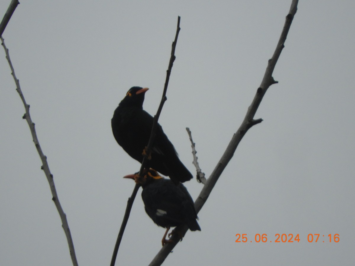 Southern Hill Myna - ML620817288