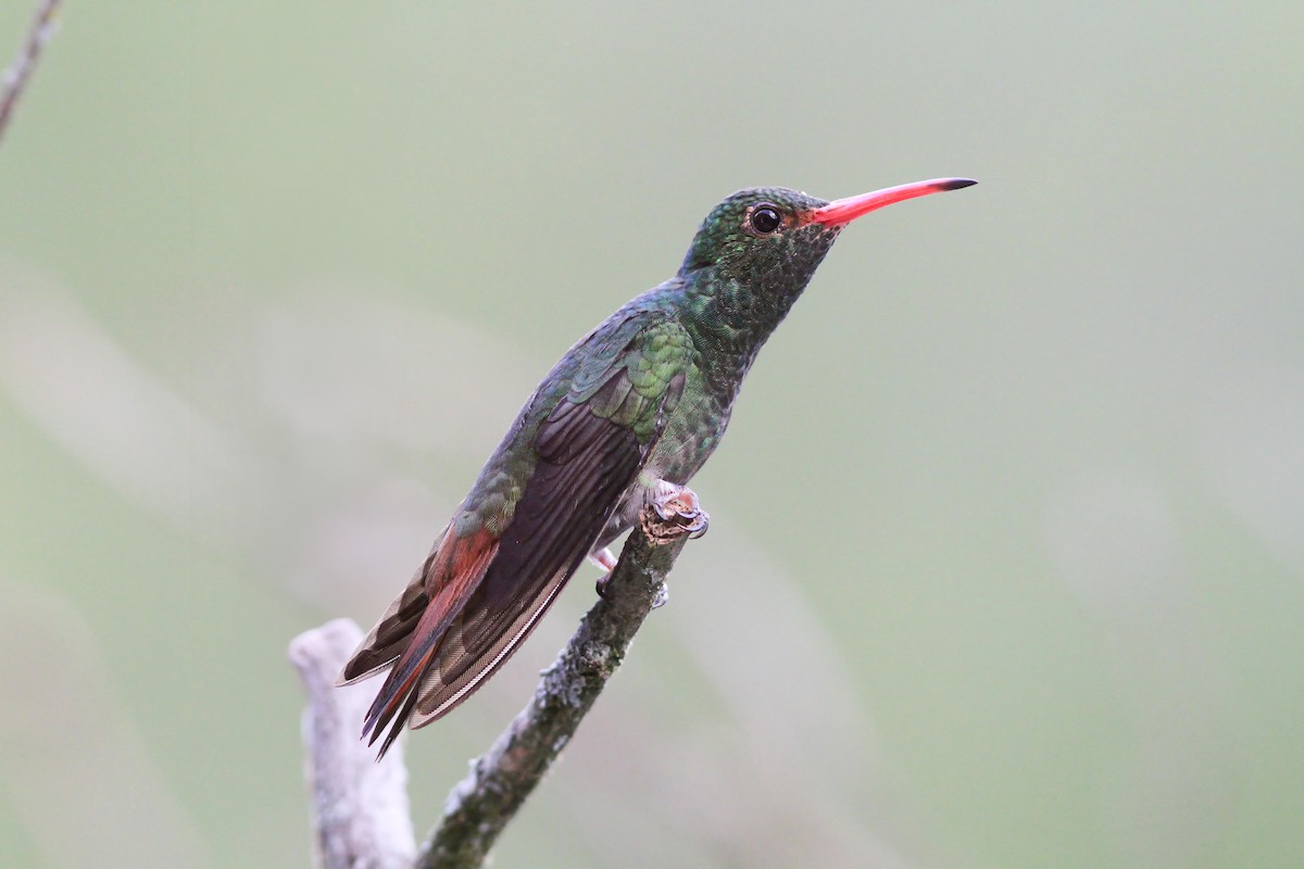 Rufous-tailed Hummingbird - ML620817290