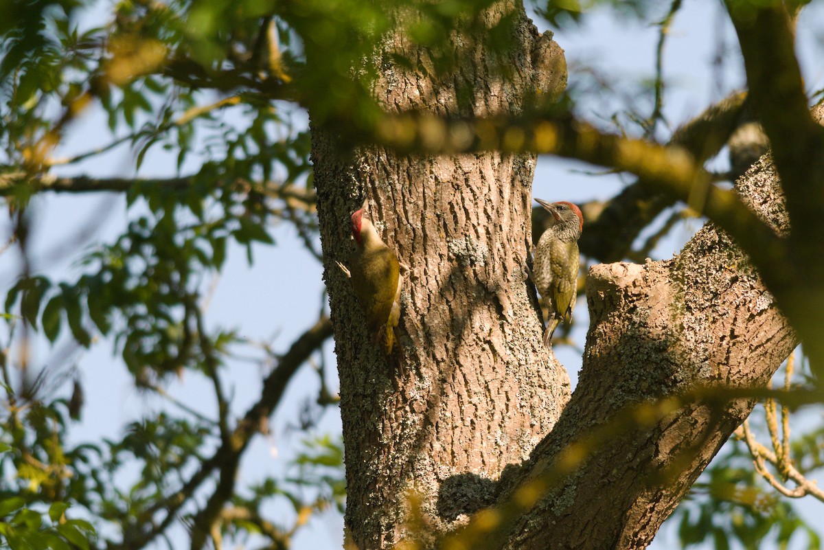 Eurasian Green Woodpecker - ML620817293