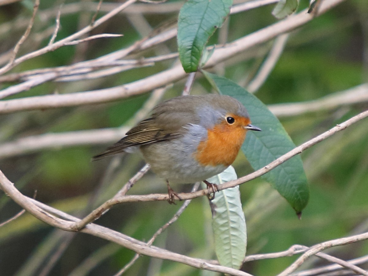 European Robin - ML620817297